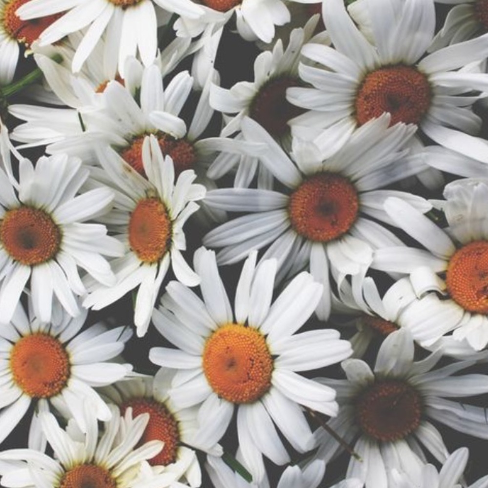 Trade w a new Posh friend ❤️ MK | Rose Gold MK4292